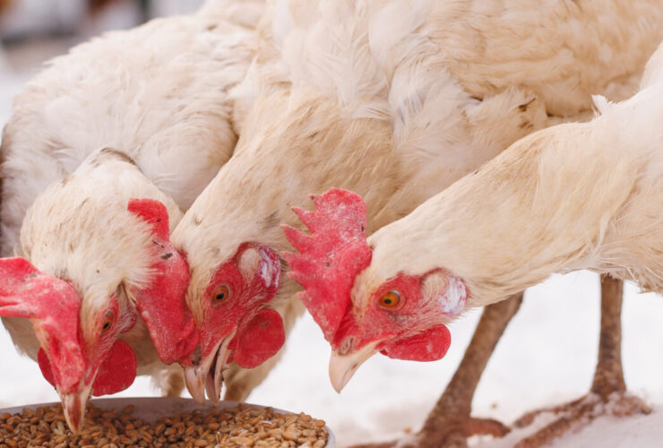 chicken eats and grain at an ecopoultry farm in winter freerange chicken farm  Tex Biosciences  - Tex Biosciences